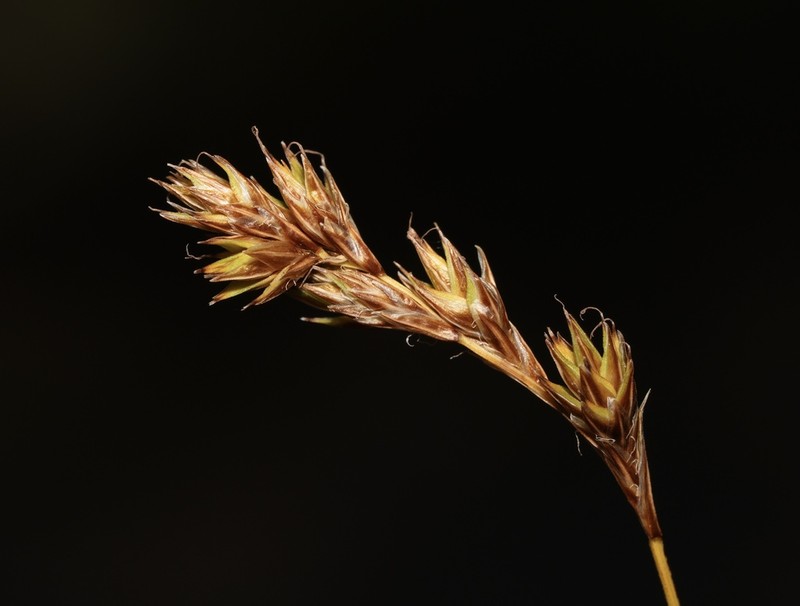 Piper's Sedge photo 7