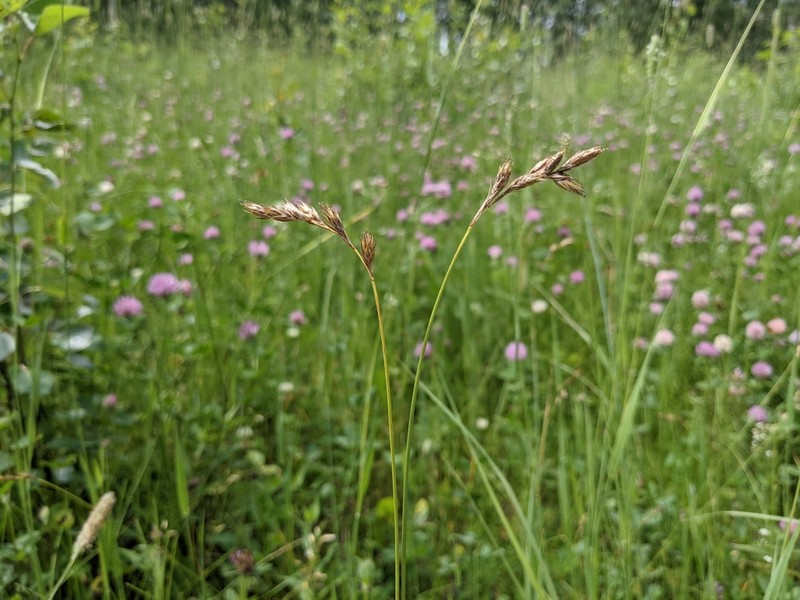 Meadow Sedge photo 3