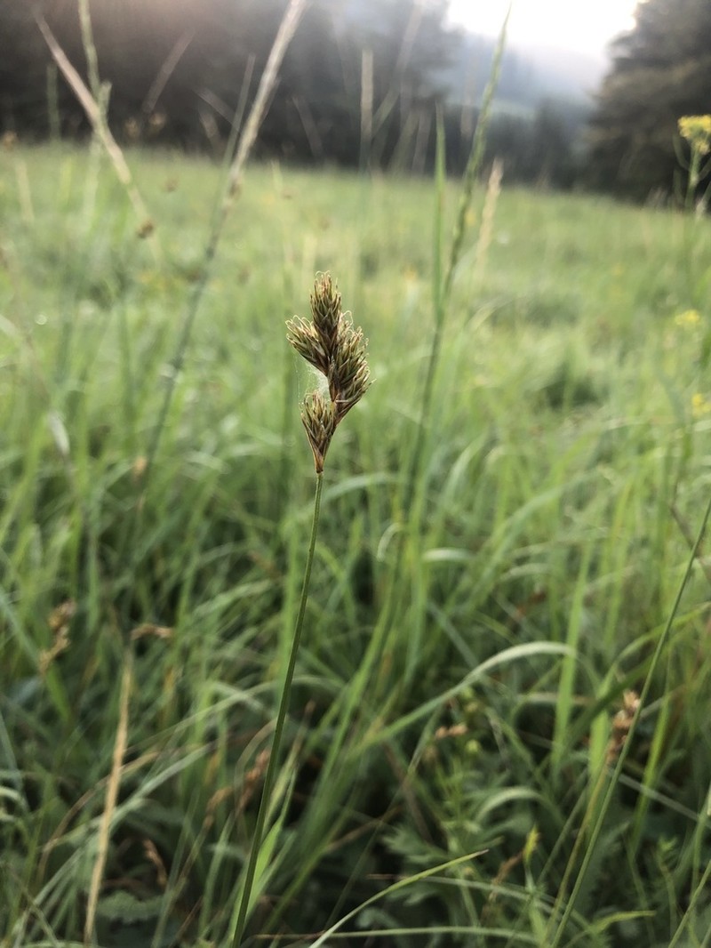 Meadow Sedge photo 5
