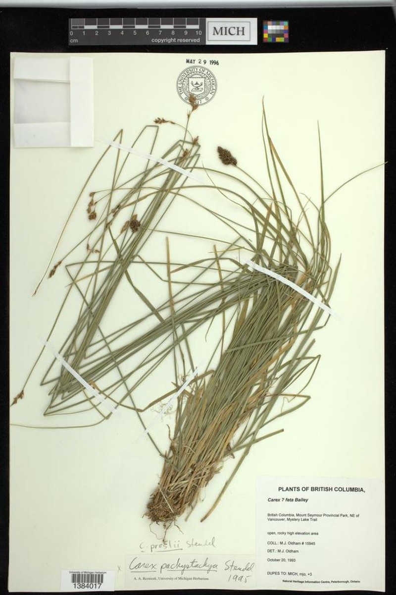 Presl's Sedge photo 2