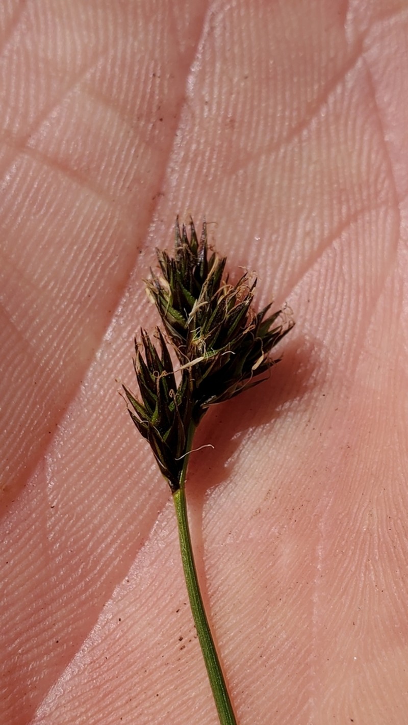 Presl's Sedge photo 3