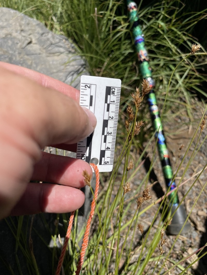 Presl's Sedge photo 4