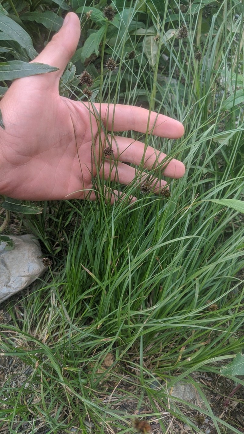 Presl's Sedge photo 5