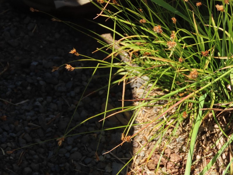 Presl's Sedge photo 6