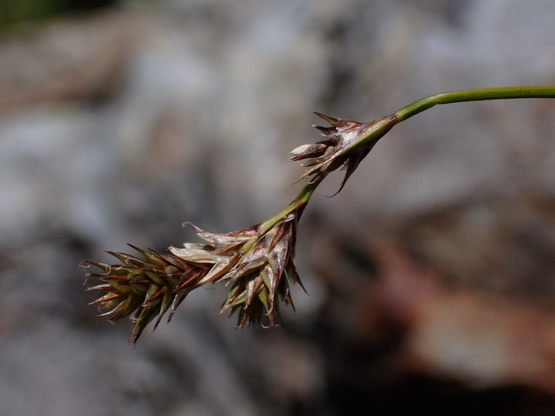 Presl's Sedge photo 7