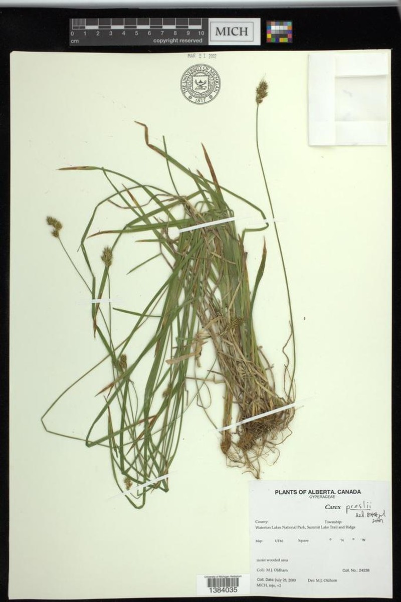 Presl's Sedge photo 8