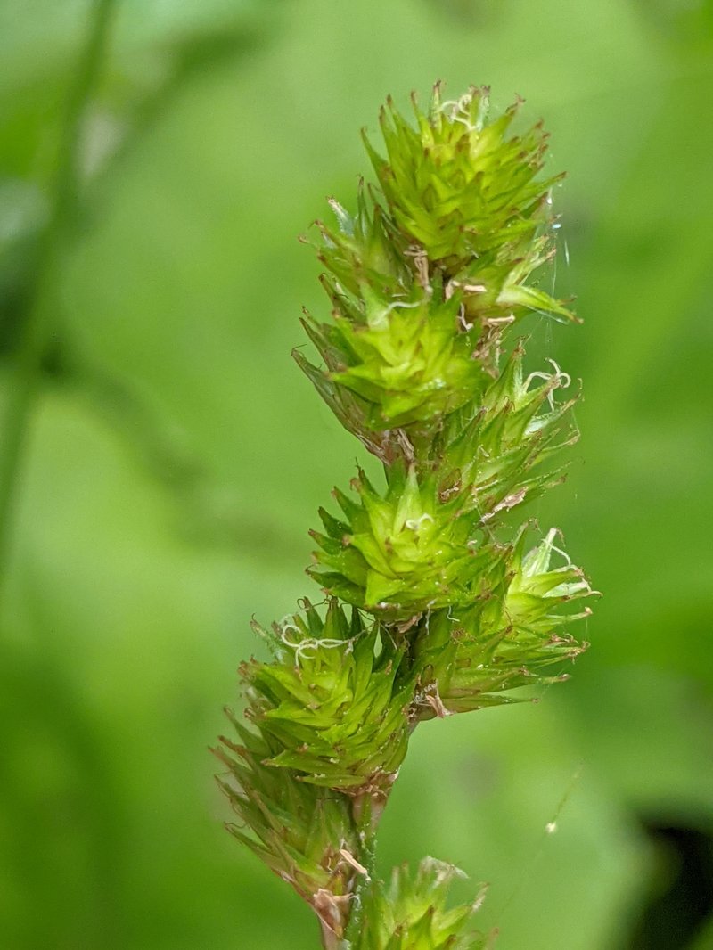 Necklace Sedge