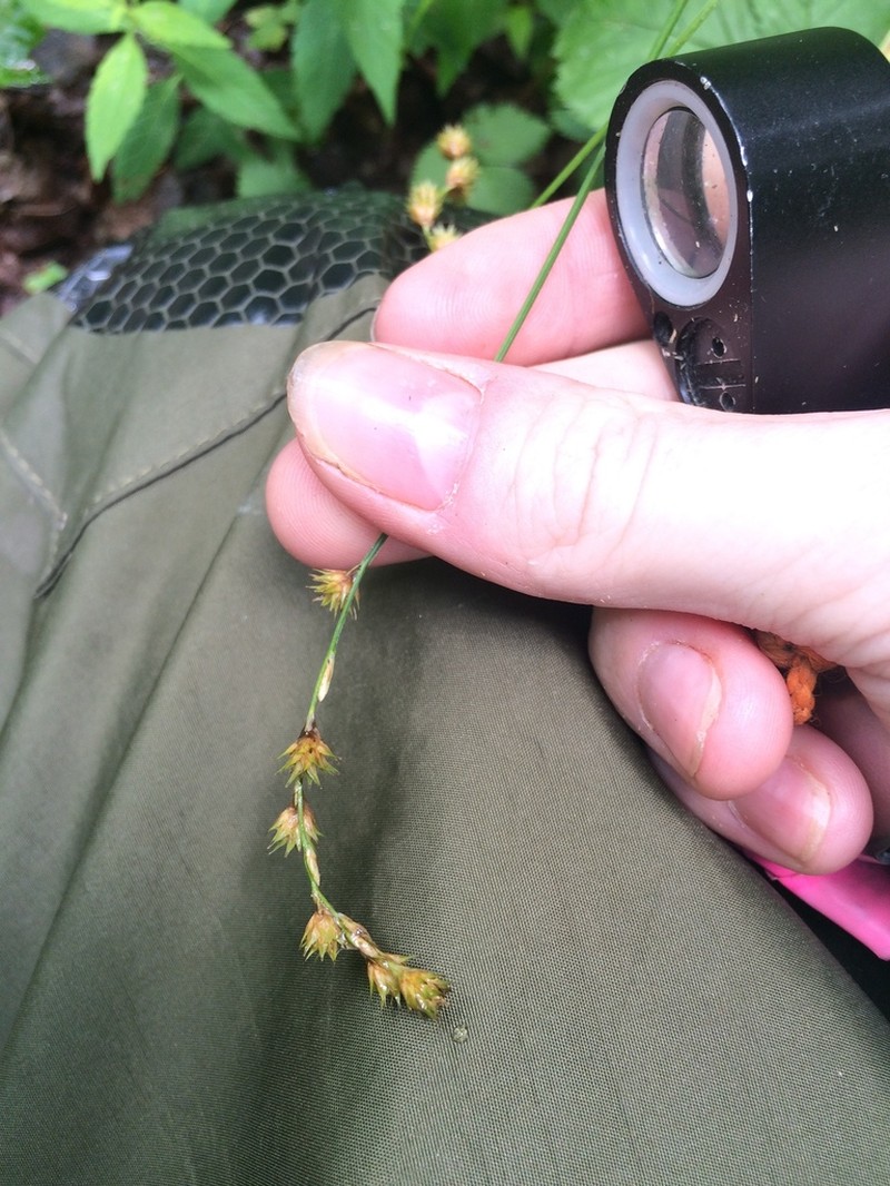 Necklace Sedge photo 4