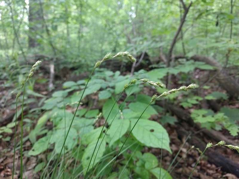 Necklace Sedge photo 5