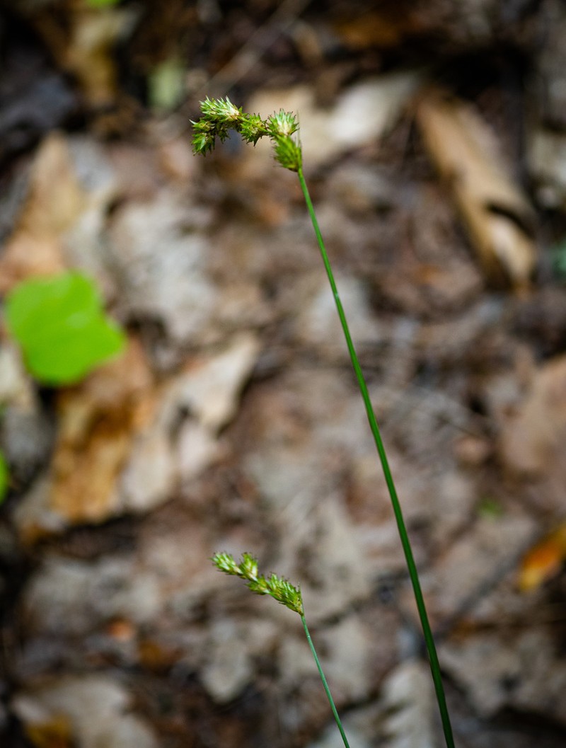Necklace Sedge photo 6