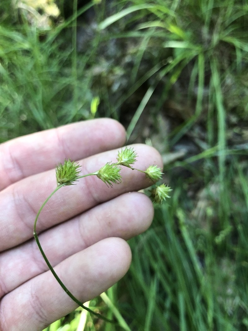 Necklace Sedge photo 7