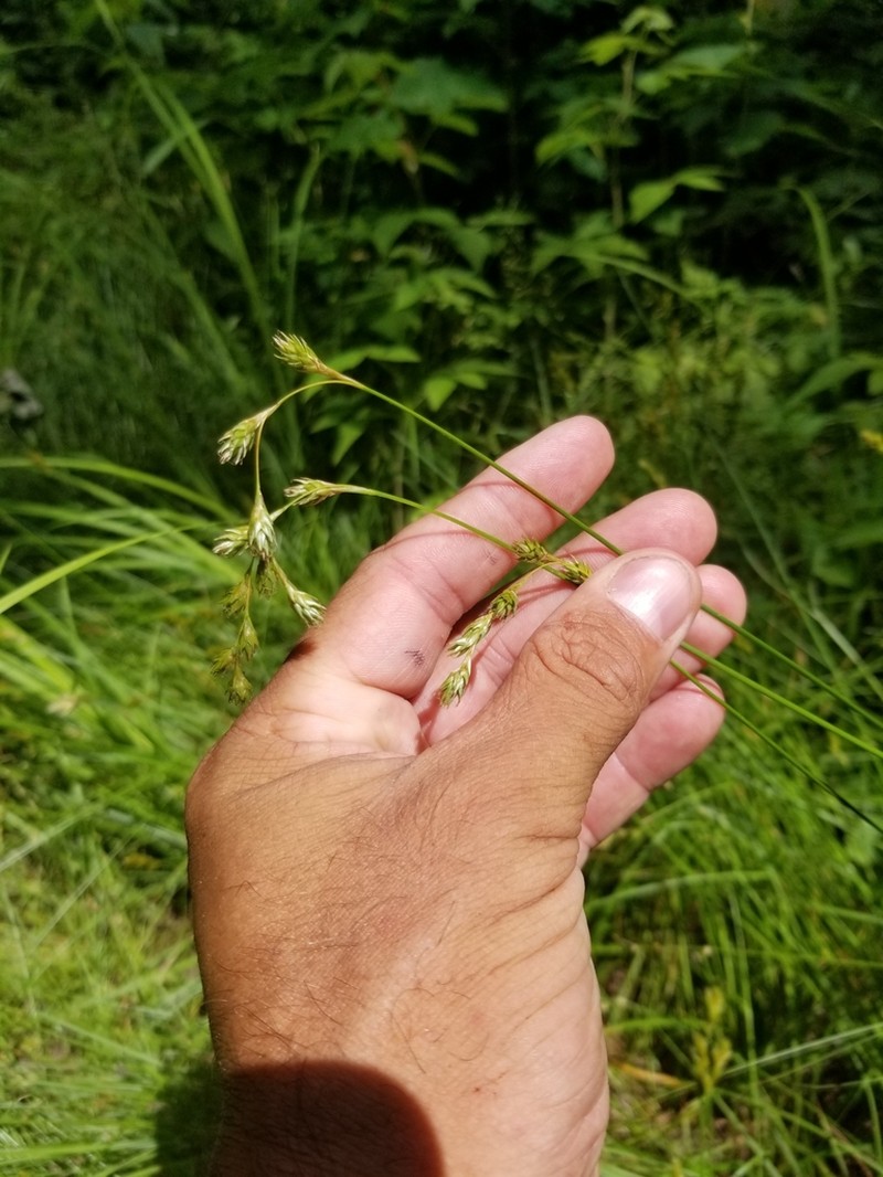 Necklace Sedge photo 8
