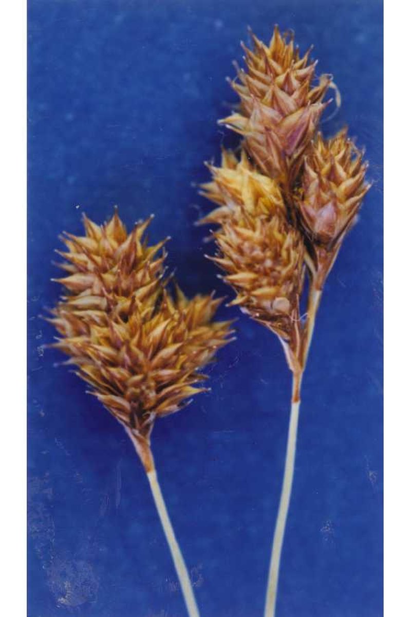 Great Smoky Mountain Sedge