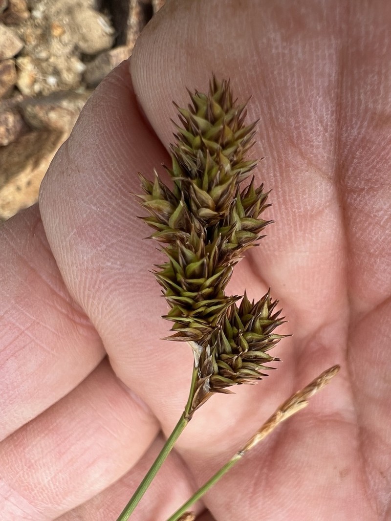 Great Smoky Mountain Sedge photo 3