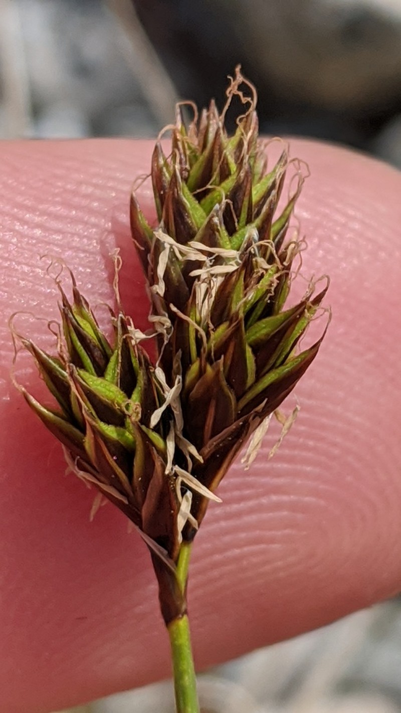 Great Smoky Mountain Sedge photo 4