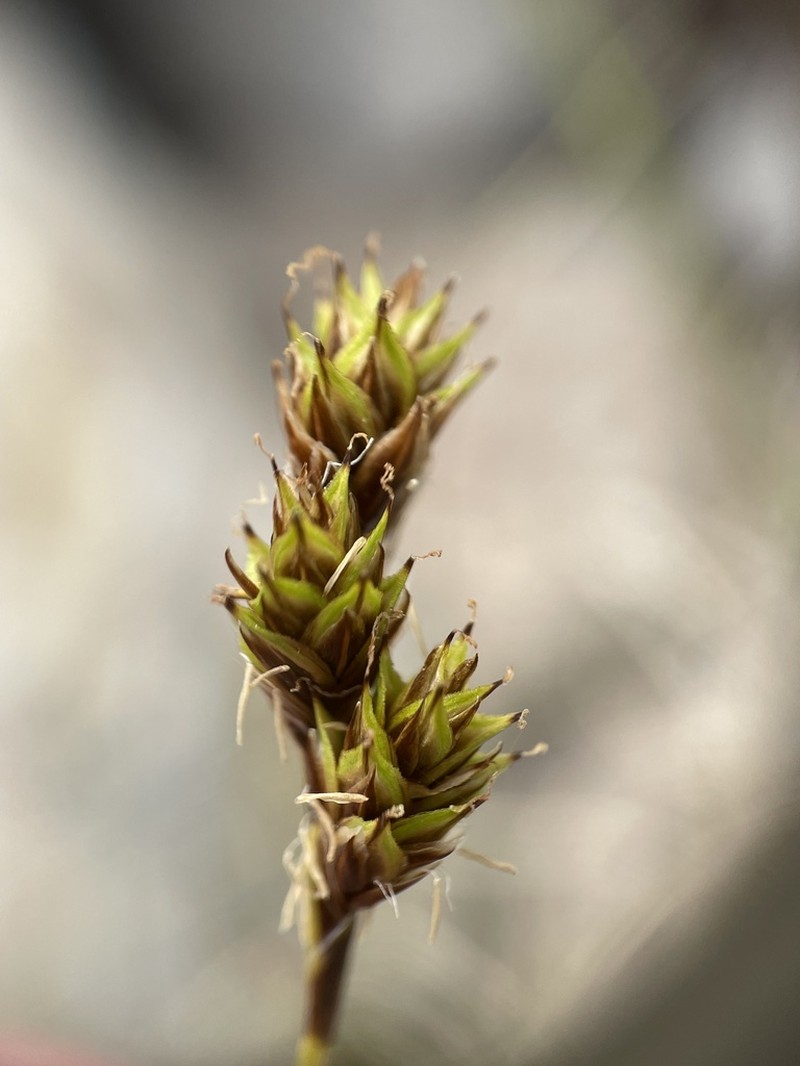 Great Smoky Mountain Sedge photo 5