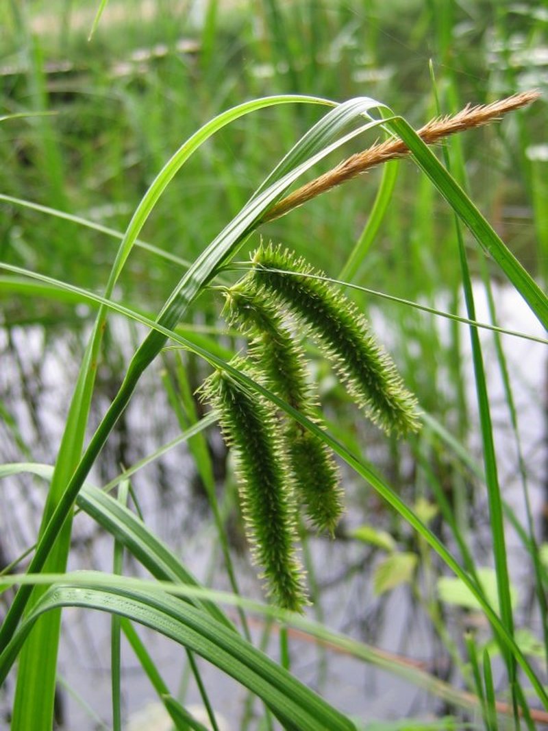 Cypress-Like Sedge
