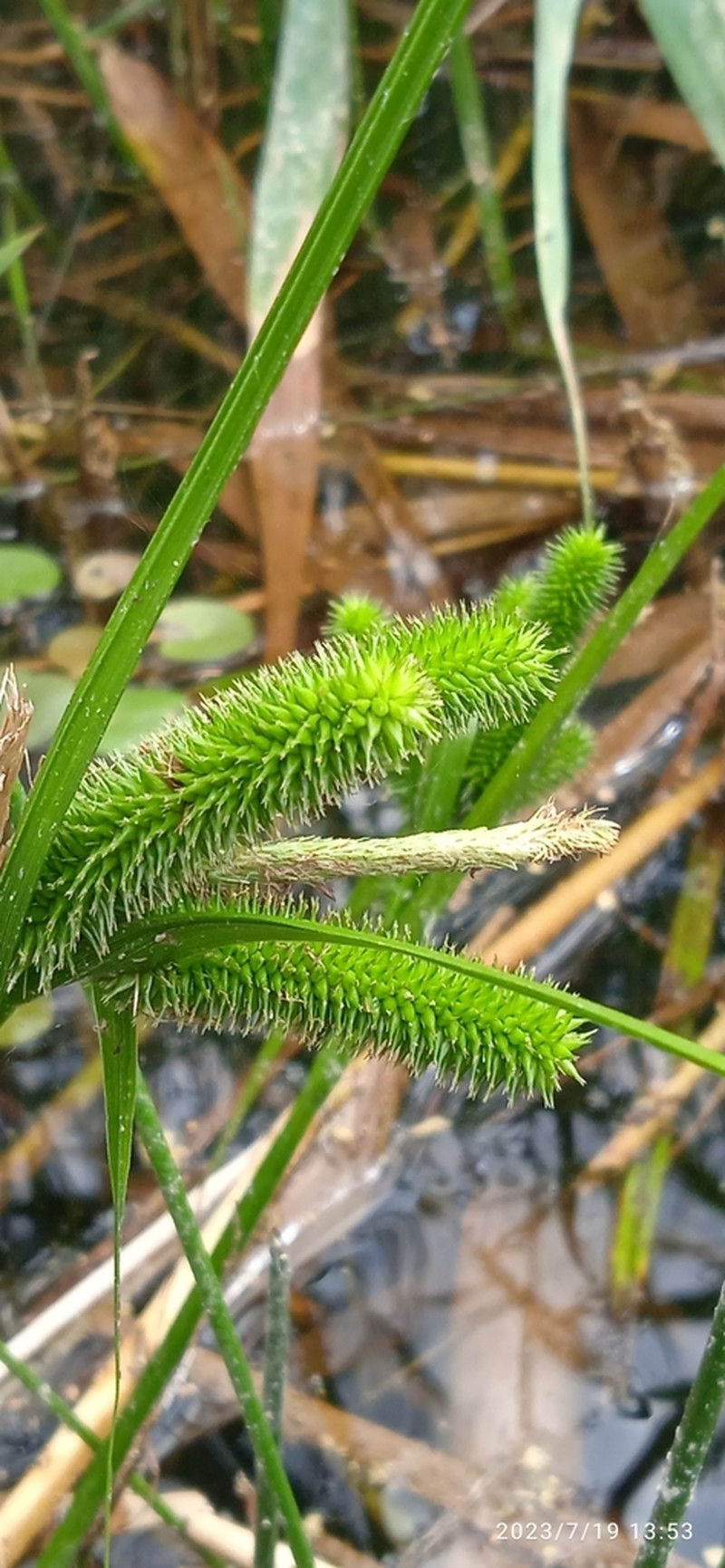 Cypress-Like Sedge photo 4