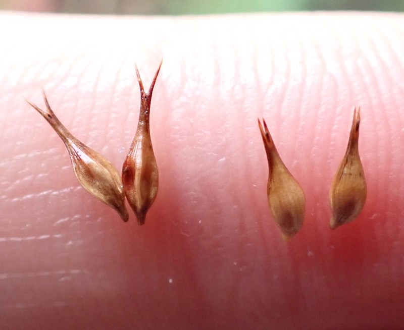Cypress-Like Sedge photo 5