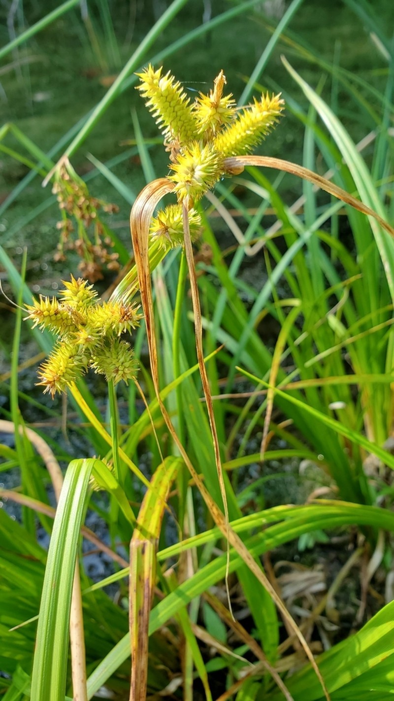 Cypress-Like Sedge photo 6