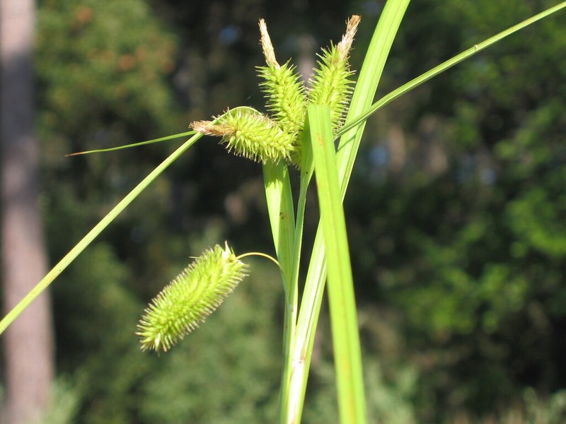 Cypress-Like Sedge photo 7