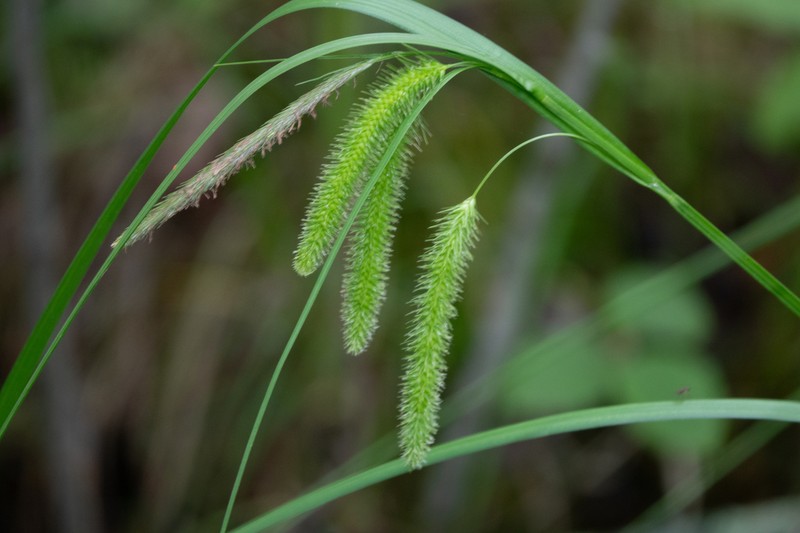 Cypress-Like Sedge photo 8