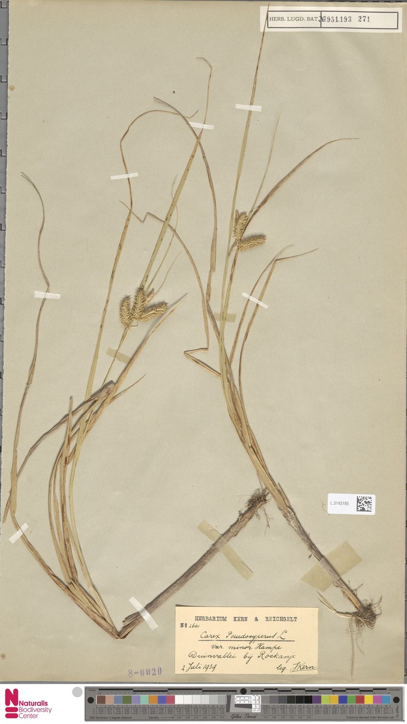 Carex pseudocyperus var. pseudocyperus
