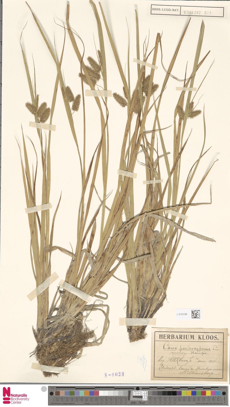 Carex pseudocyperus var. pseudocyperus photo 2