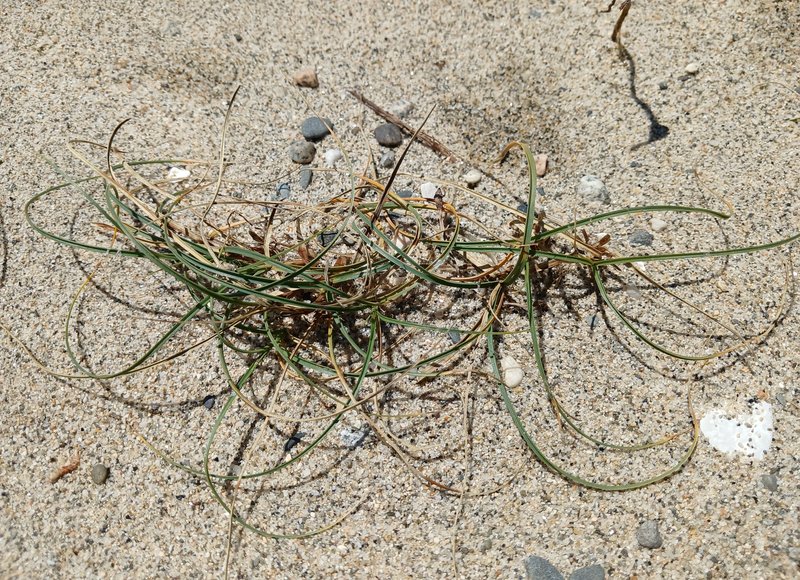 Dwarf Sedge photo 5