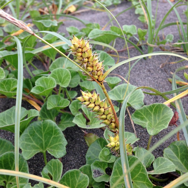 Dwarf Sedge
