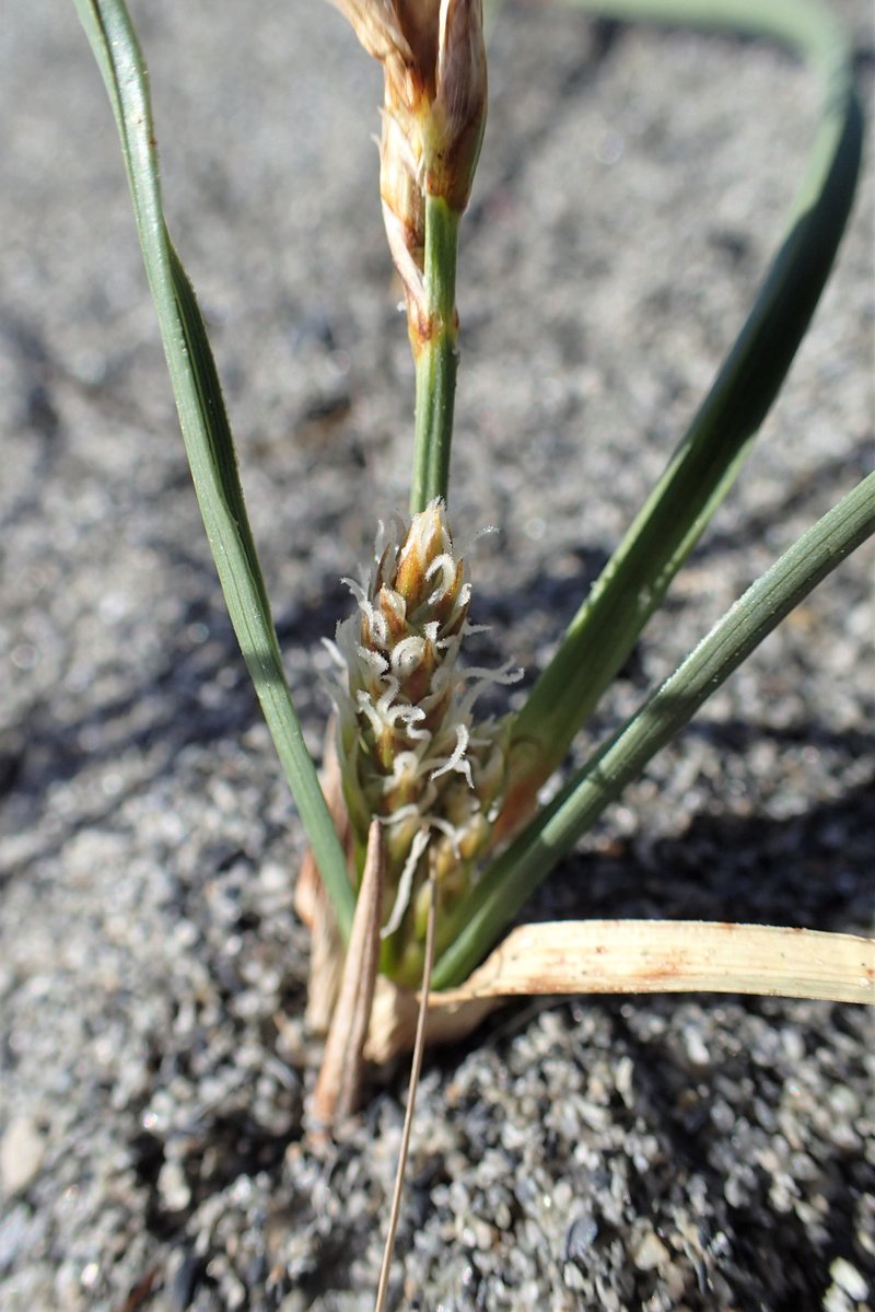 Dwarf Sedge photo 7