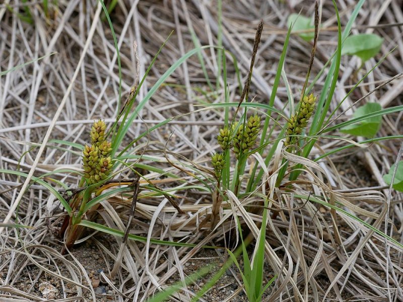 Dwarf Sedge photo 8