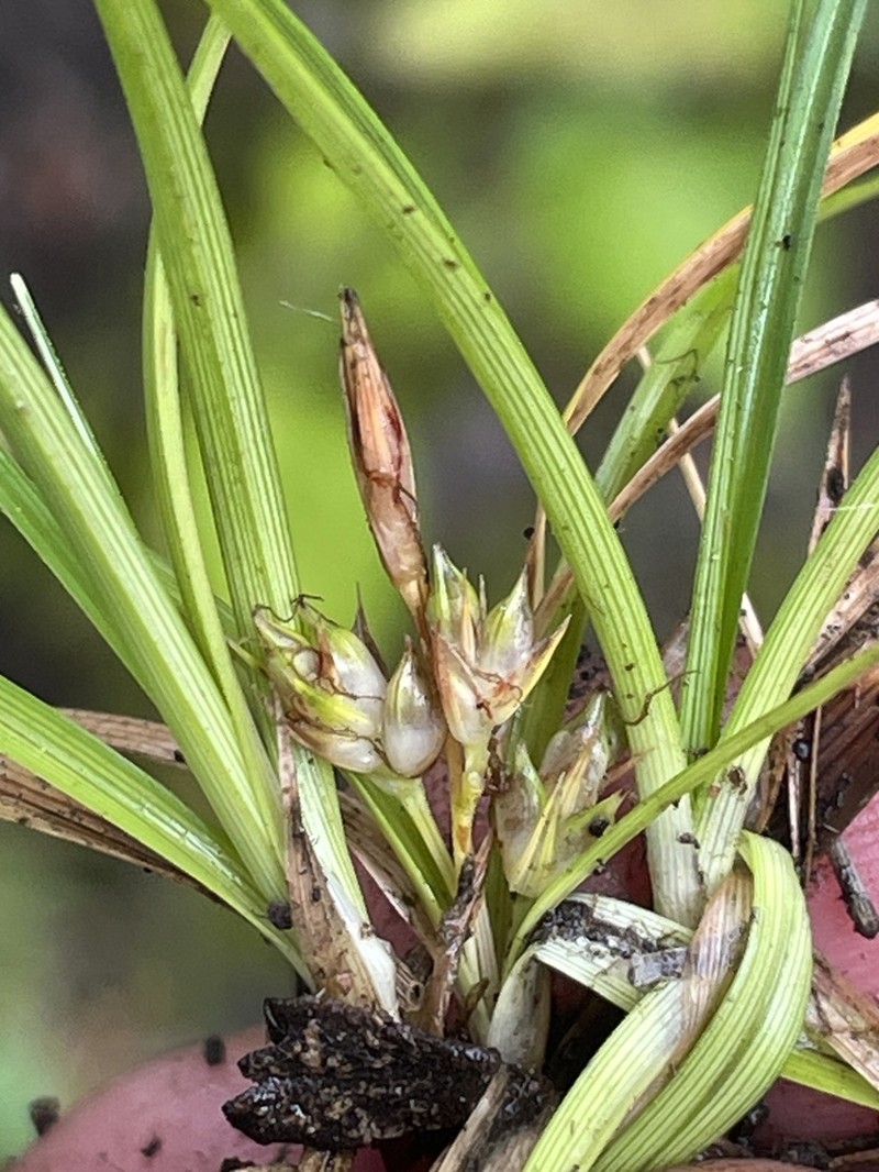 Carex punicola