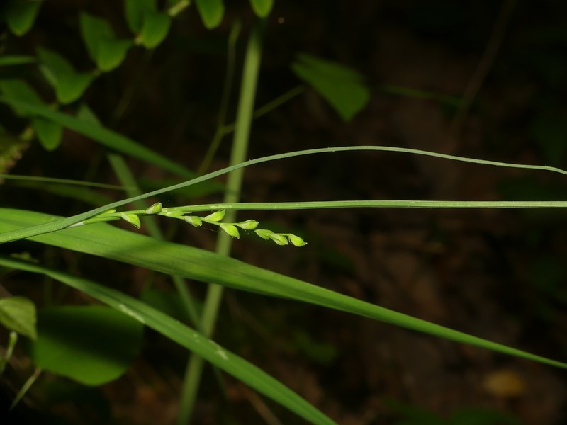 Purple Sedge photo 3