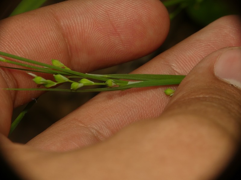 Purple Sedge photo 4
