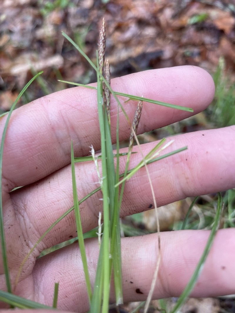 Purple Sedge photo 5