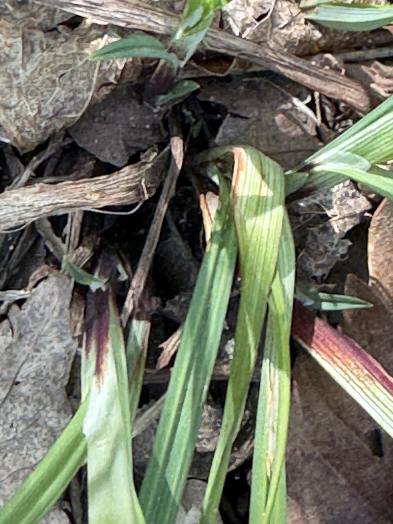 Purple Sedge photo 7