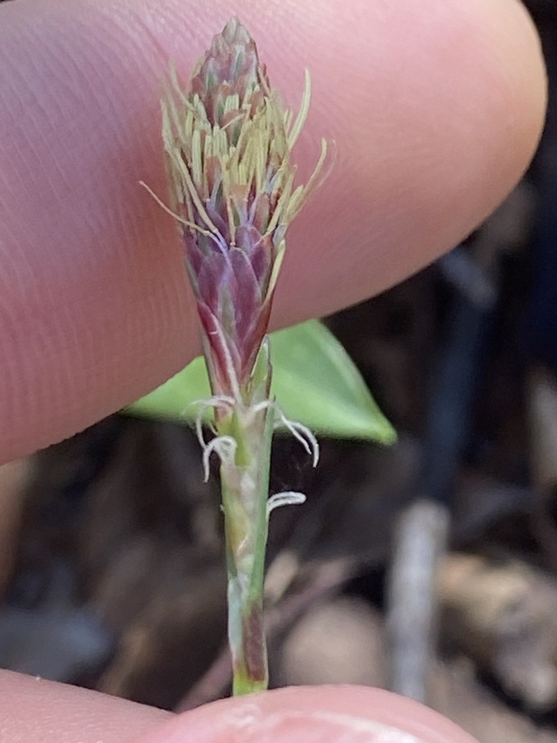 Purple Sedge photo 8