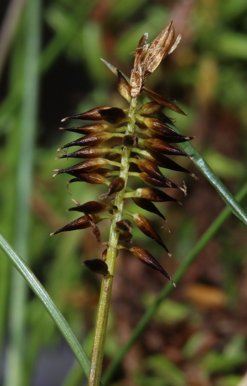 Pyrenean Sedge