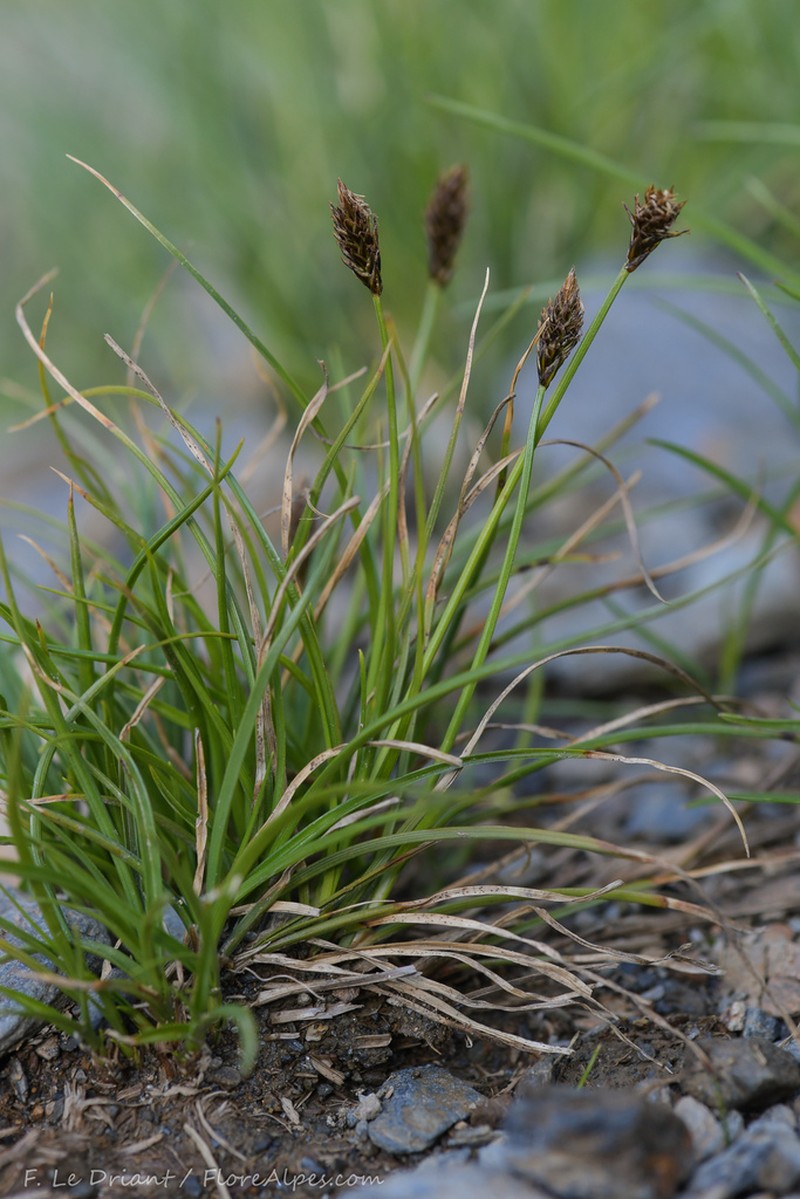 Pyrenean Sedge photo 2