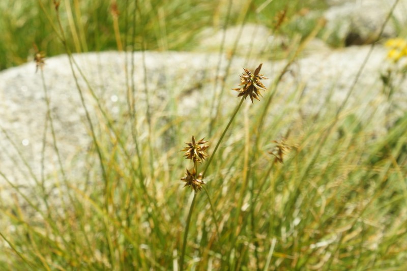Pyrenean Sedge photo 3