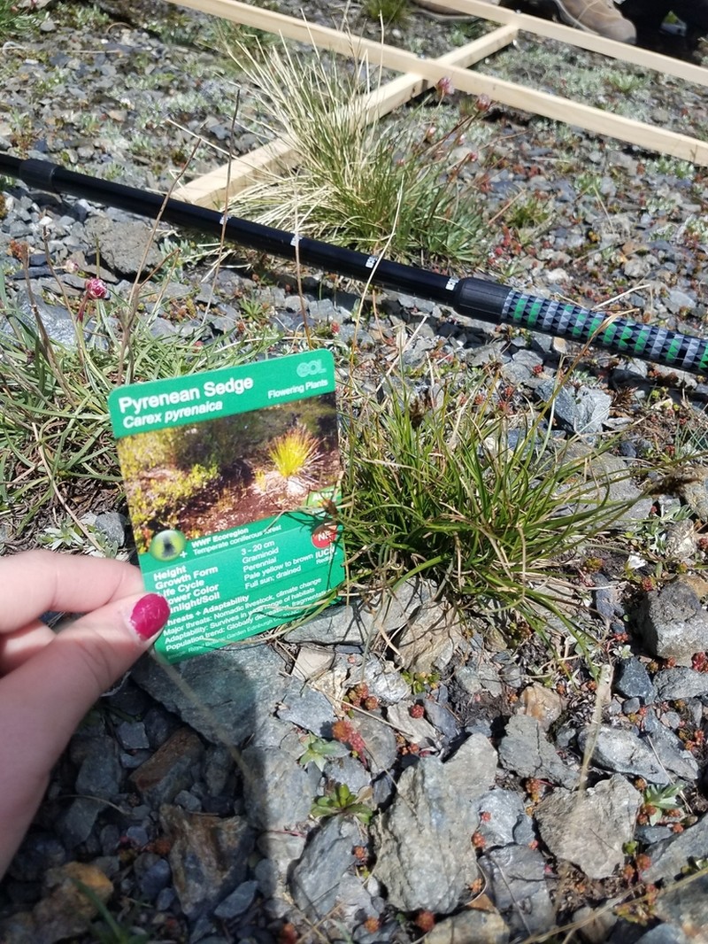 Pyrenean Sedge photo 4