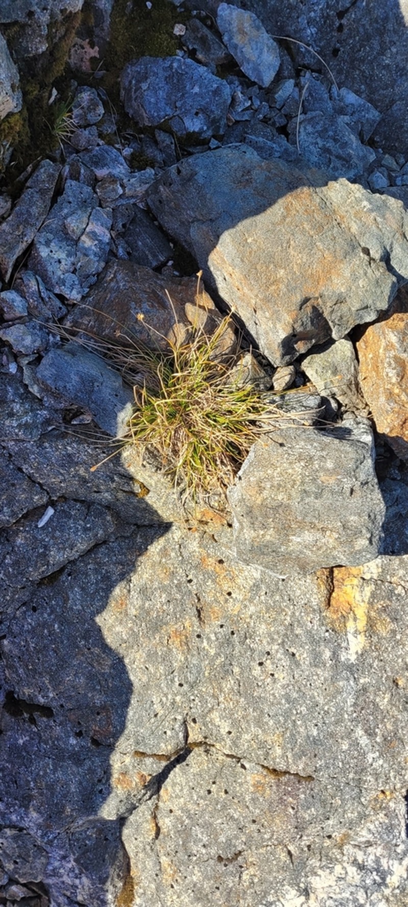 Pyrenean Sedge photo 5