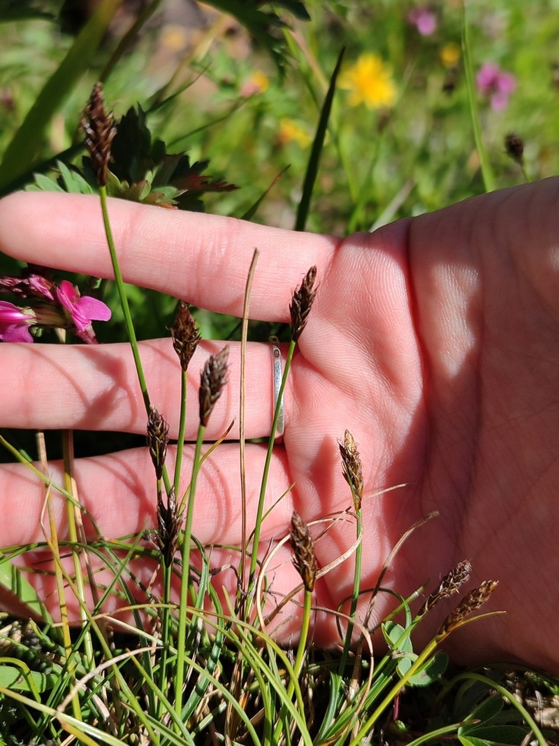 Pyrenean Sedge photo 6