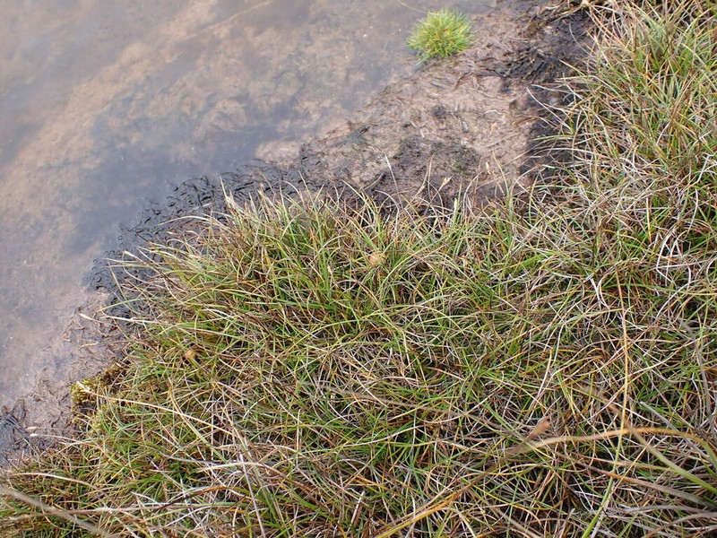 Pyrenean Sedge photo 7