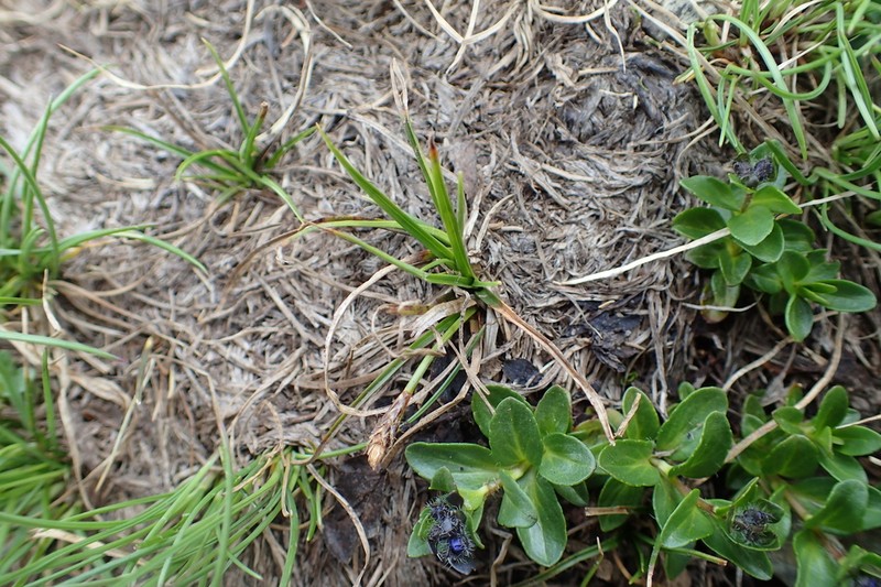 Pyrenean Sedge photo 8