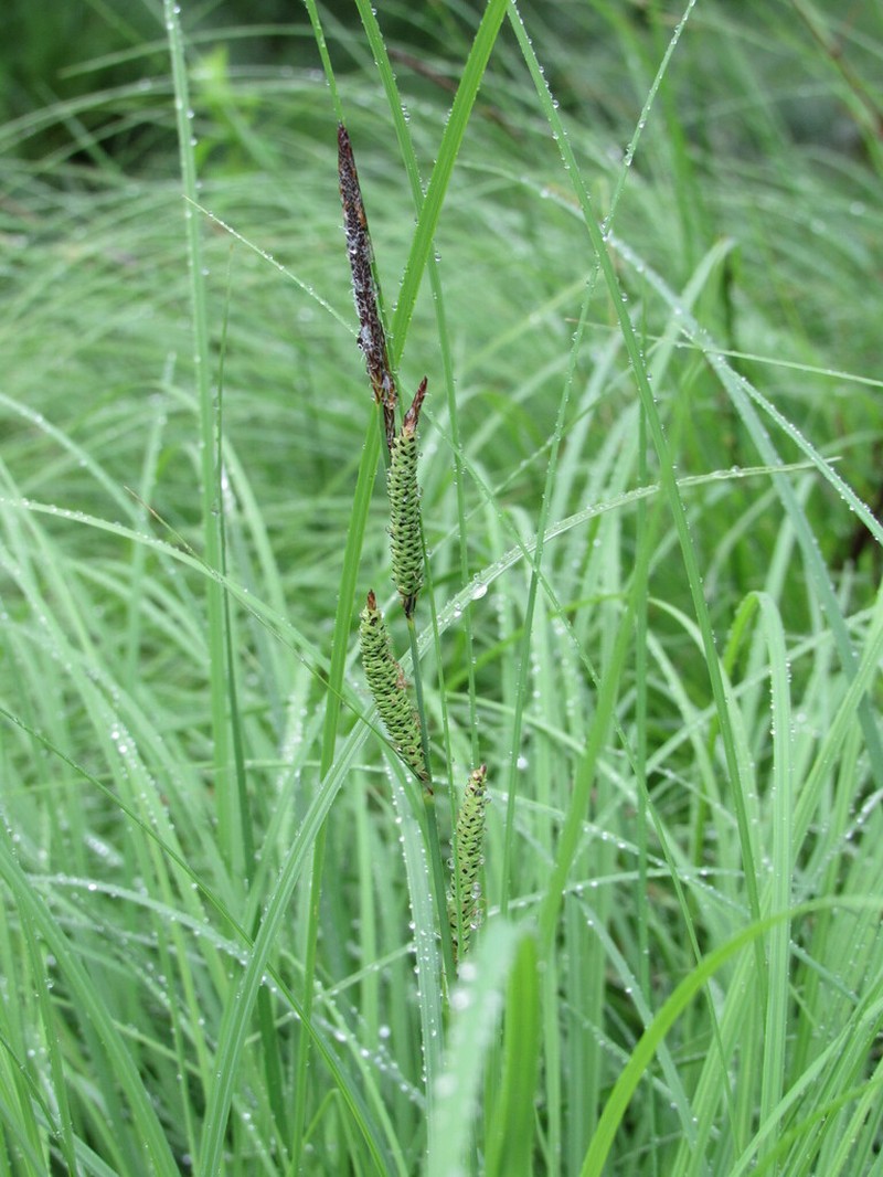 Carex quixotiana photo 2