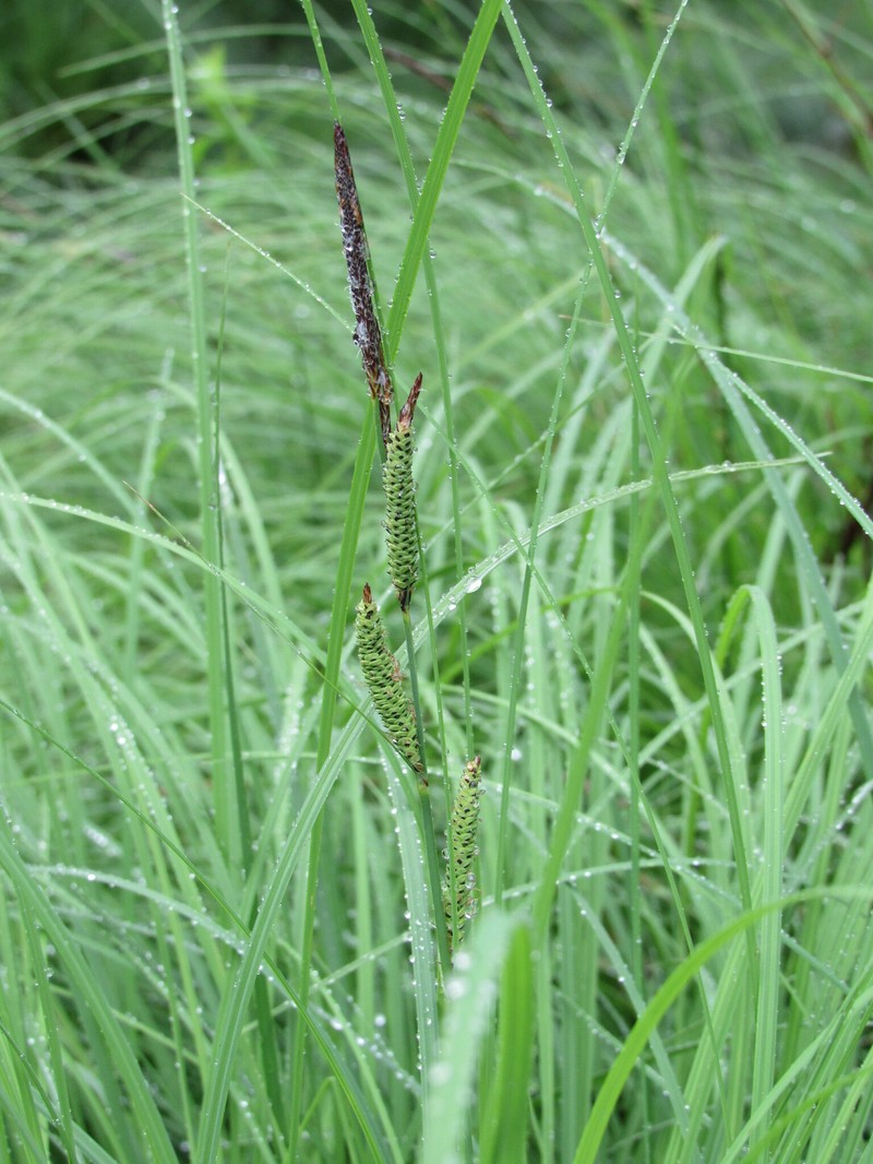 Carex quixotiana photo 3