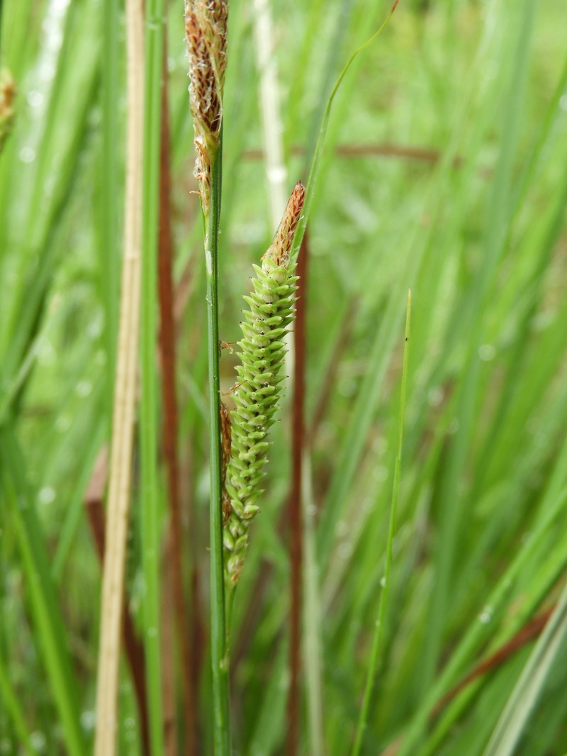 Carex quixotiana