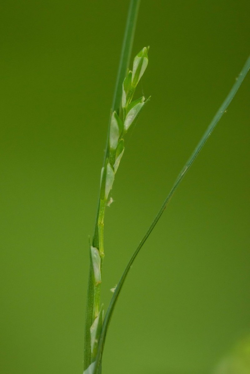 Radford's Sedge